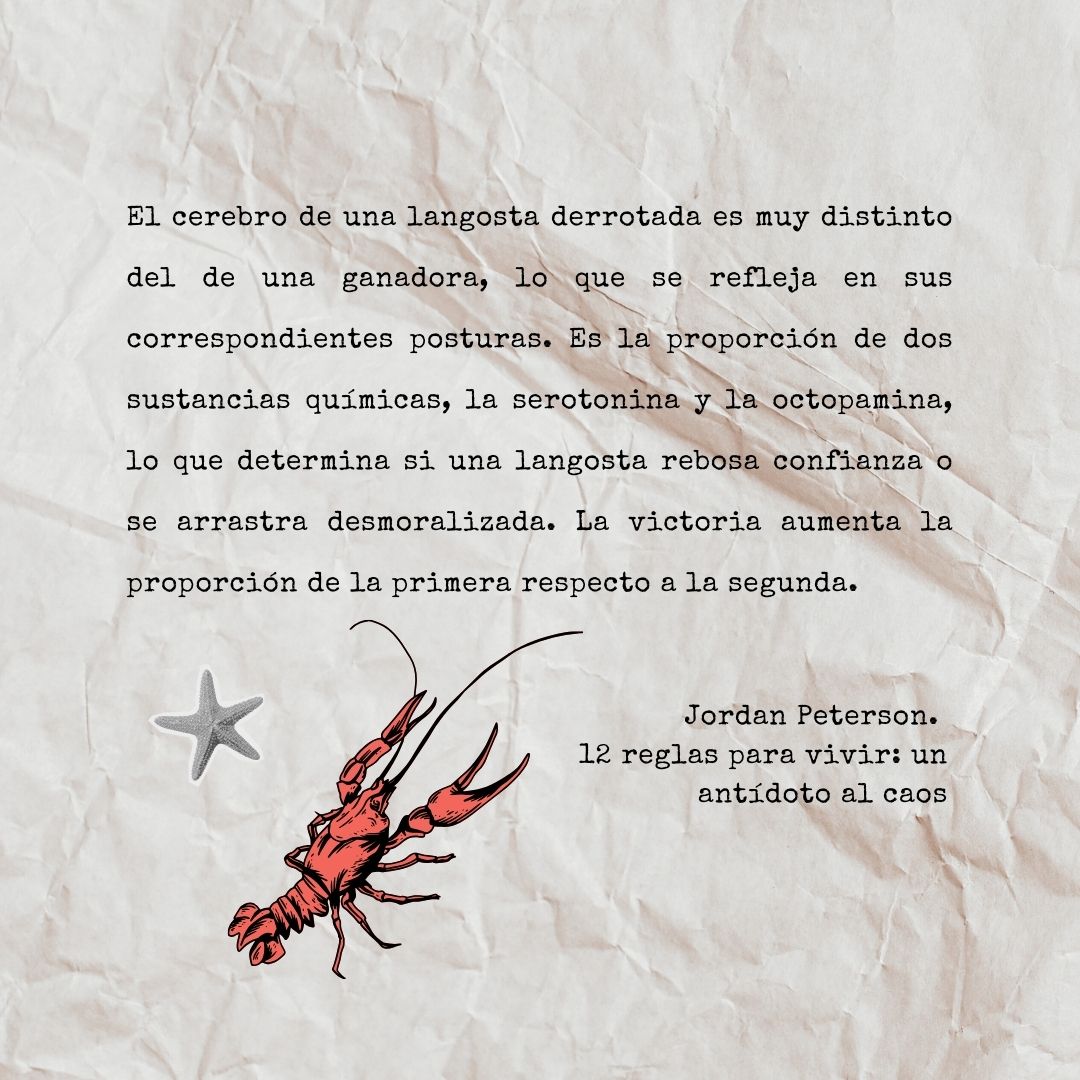 Frase de Jordan Peterson - Langosta
